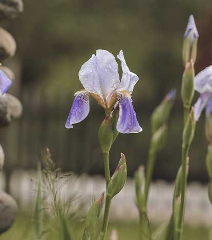 Fleur de liz - Michaela Säumel - Bewegungs- und Entspannungstrainerin, Masseurin und Energetikerin